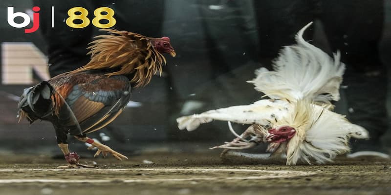 Các Hình Thức Đá Gà Bj8888 Phổ Biến Nhất Hiện Nay