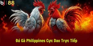Đá Gà Philippines Cựa Dao Trực Tiếp