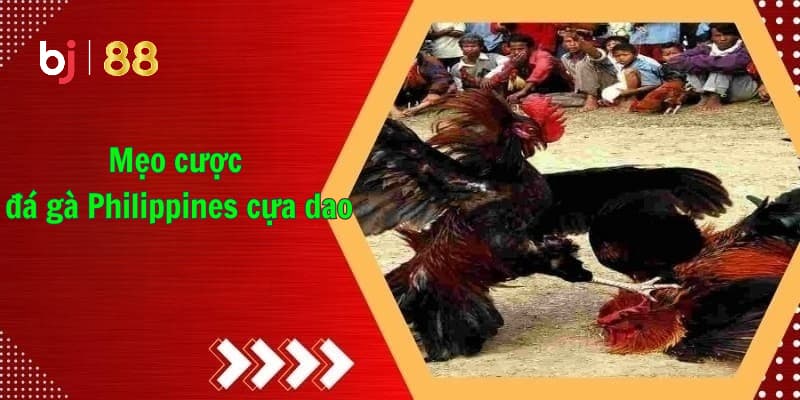 Đá Gà Philippines Cựa Dao Trực Tiếp