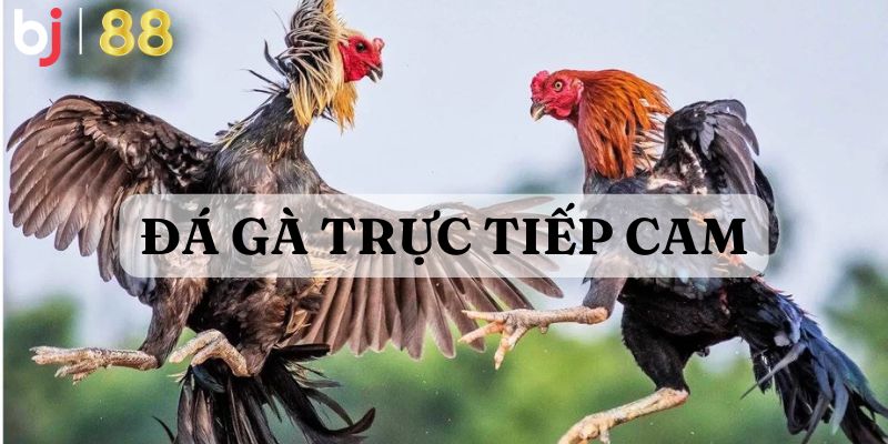 Da Ga Truc Tiep 1 1