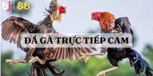 Đá Gà Trực Tiếp Cam