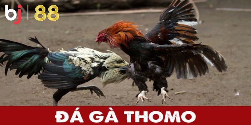 Đá Gà Trực Tiếp Ở Thomo