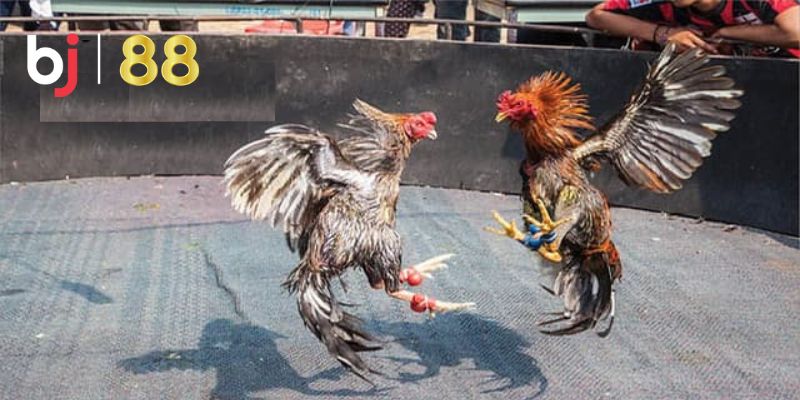 Luật Chơi Đá Gà Trực Tiếp Thomo
