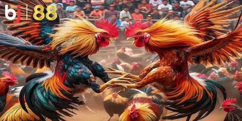 Các Loại Đá Gà Thomo Nổi Tiếng