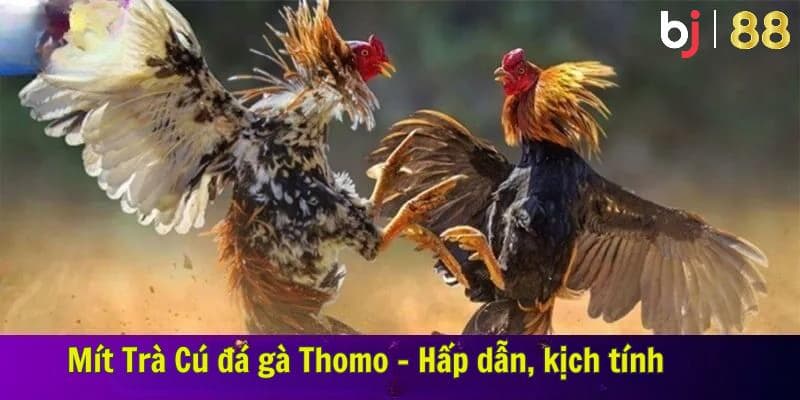 Mít Trà Cú Đá Gà Thomo