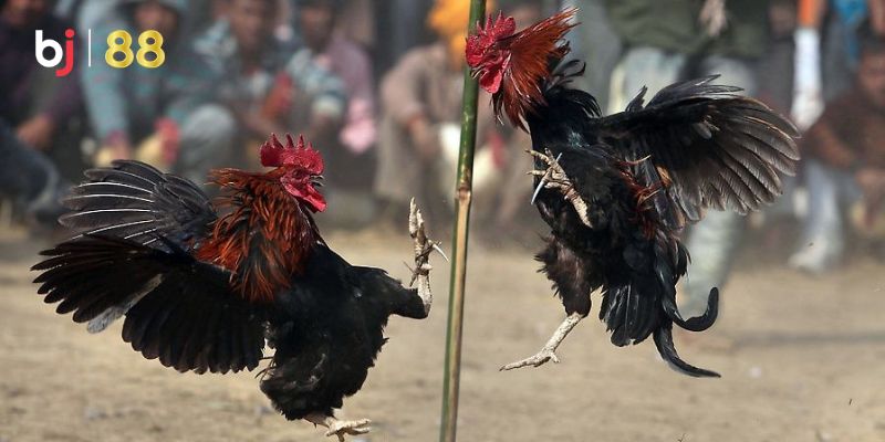 Trực Tiếp Đá Gà Khmer