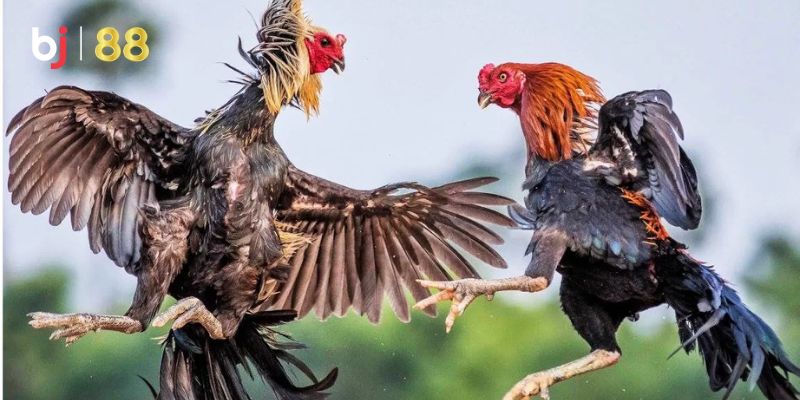 Trực Tiếp Đá Gà Tre Hôm Nay