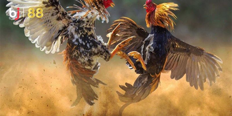 Trực Tiếp Đá Gà Tre Hôm Nay