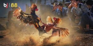 Trực Tiếp Đá Gà Tre Hôm Nay