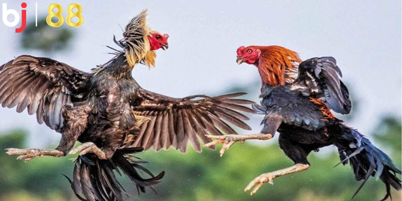 Thông Tin Tìm Hiểu Game Đá Gà Trên Mạng