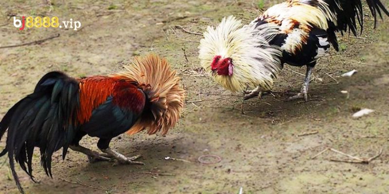 Cách Thức Thi Đấu Gà Cựa Sắt Chuyên Nghiệp