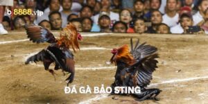 Đá Gà Bảo Sting