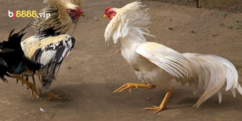 Đá Gà Bảo Sting Độc Đáo, Thú Vị