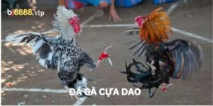 Đá Gà Cựa Dao
