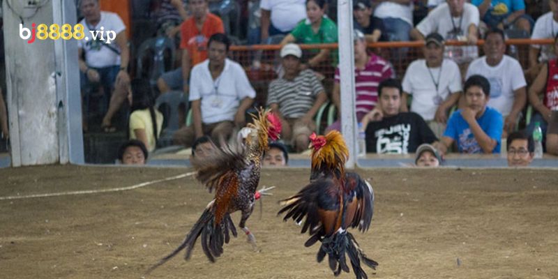 Đá Gà Cựa Dao Ngày Càng Phổ Biến