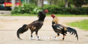 Đá Gà Cựa Sắt