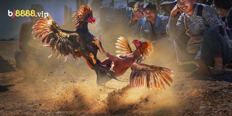 Đá Gà Dao: Thú Chơi Giải Trí Truyền Thống Và Hiện Đại 3 Đá Gà Dao Mang Đến Sự Kịch Tính Và Hấp Dẫn
