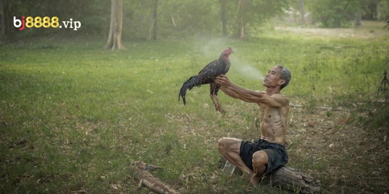 Để Huấn Luyện Được Gà Chiến Tốt Thì Các Sư Kê Cần Có Kỹ Năng