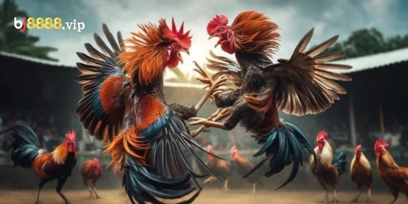 Hình Thức Đá Gà Mang Nhiều Giá Trị Văn Hóa