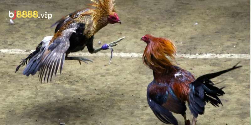 Đá Gà Dao: Thú Chơi Giải Trí Truyền Thống Và Hiện Đại 1 Mỗi Chú Gà Tham Gia Trận Đấu Sẽ Được Trang Bị Thêm Dao Ở Chân