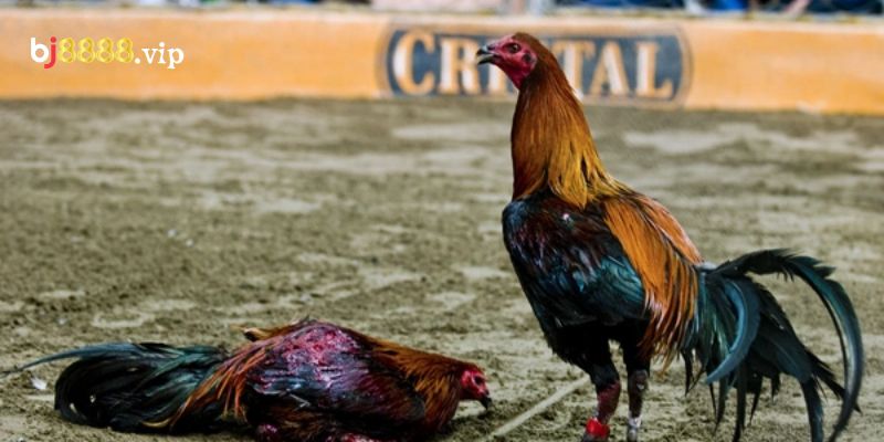 Người Chơi Cần Tìm Hiểu Rõ Chiến Kê Trước Khi Đặt Cược