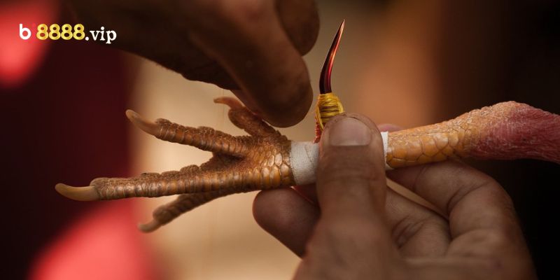 Những Chú Gà Sẽ Được Trang Bị Cựa Sắt Làm Vũ Khí Dưới Chân