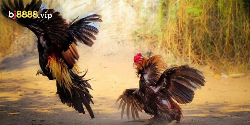Đá Gà Dao: Thú Chơi Giải Trí Truyền Thống Và Hiện Đại 2 Tham Gia Đá Gà Dao Tại Nhà Cái Đơn Giản